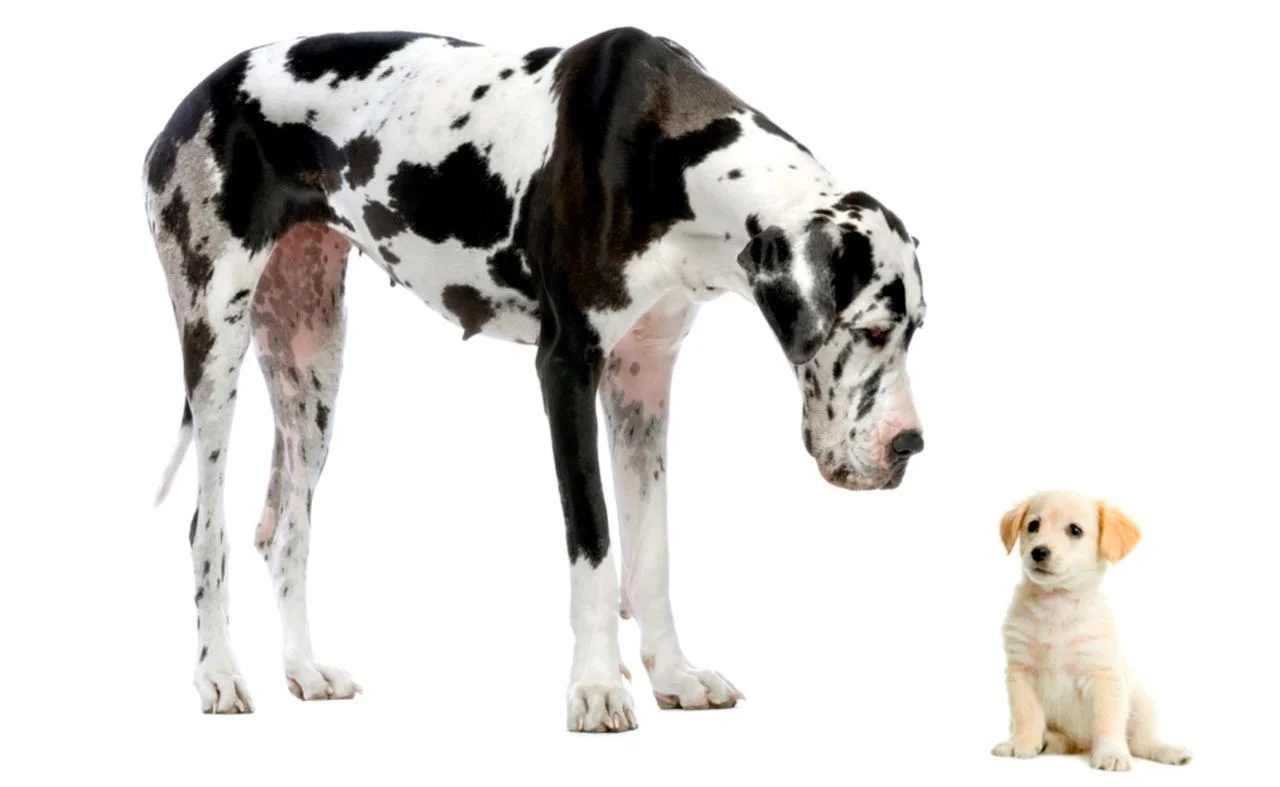 Різниця масштабів між малим і великим бізнесом та їхніми процесами.